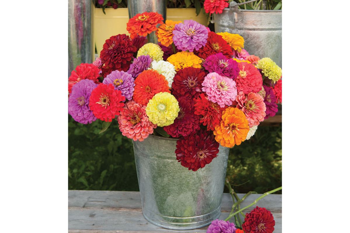 Benary’s Giant Mix – Zinnia Seed